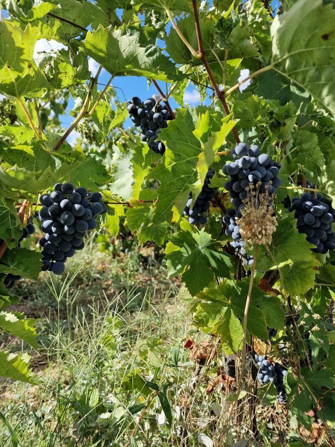Escapade Entre Vignes Et Mer Corme-Royal 外观 照片