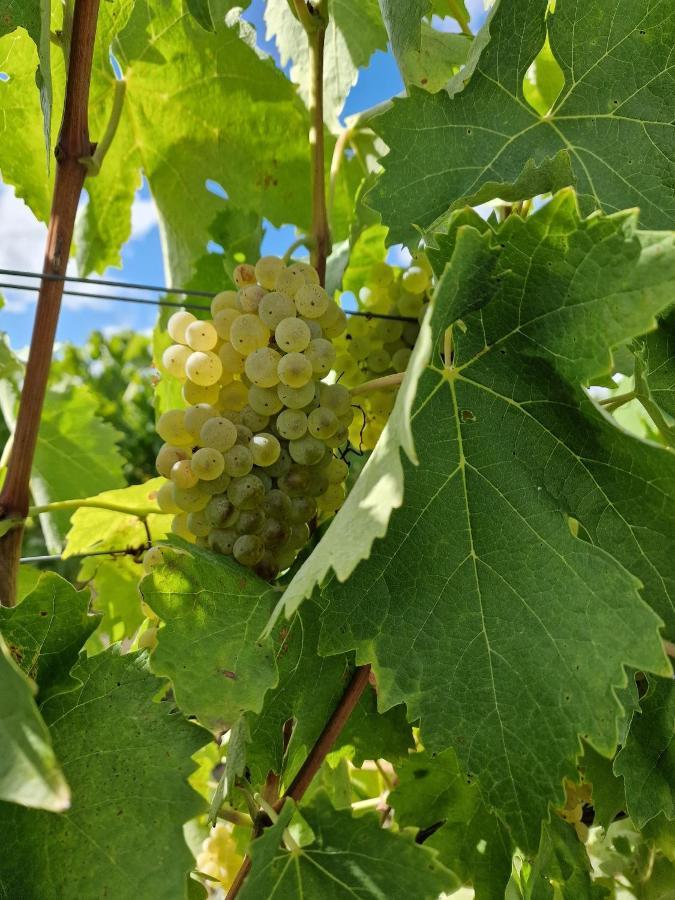 Escapade Entre Vignes Et Mer Corme-Royal 外观 照片